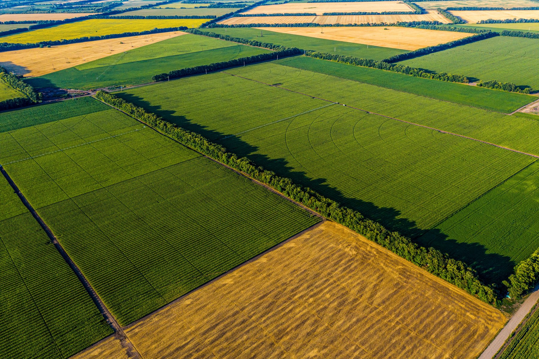Rothamsted Research: Crop species, not soil type, drive beneficial root microbiome functions