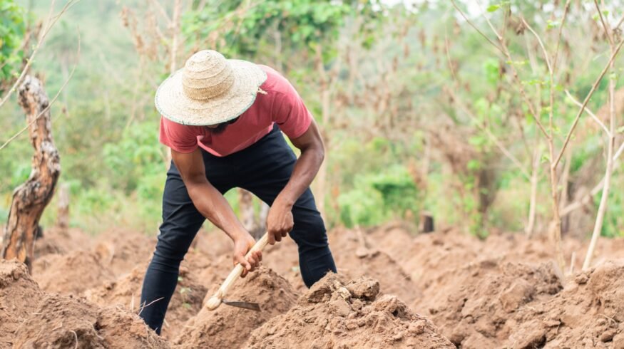 Fertilizer shock from Middle Eastern crisis threatens sub-Saharan Africa’s food systems