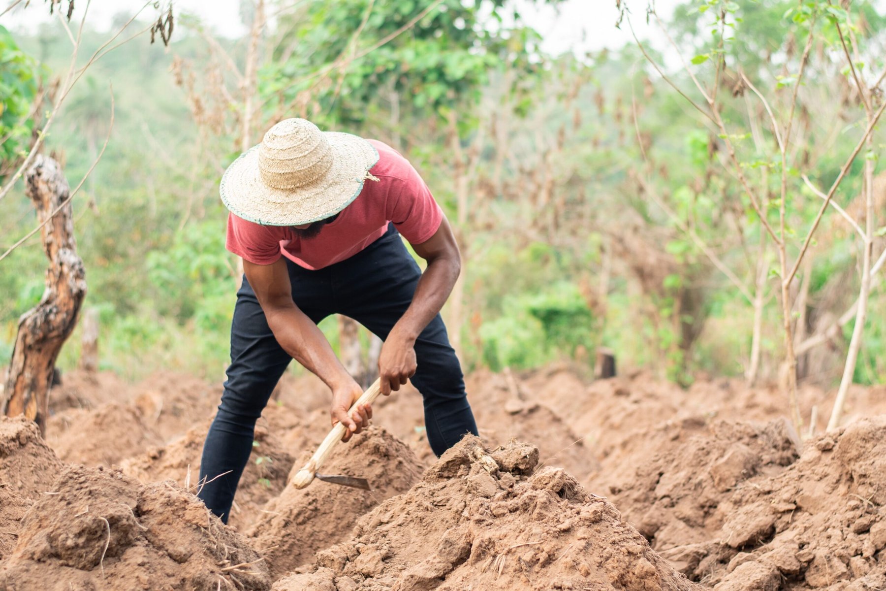 Fertilizer shock from Middle Eastern crisis threatens sub-Saharan Africa’s food systems