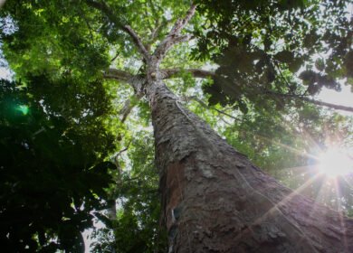 Ancient Amazonian soil boosted tropical tree growth by 88% on degraded land, study finds