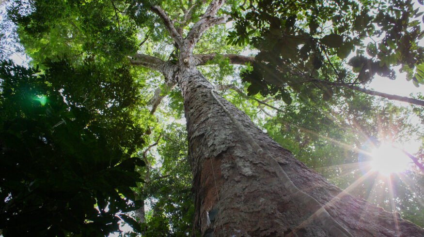 Ancient Amazonian soil boosted tropical tree growth by 88% on degraded land, study finds