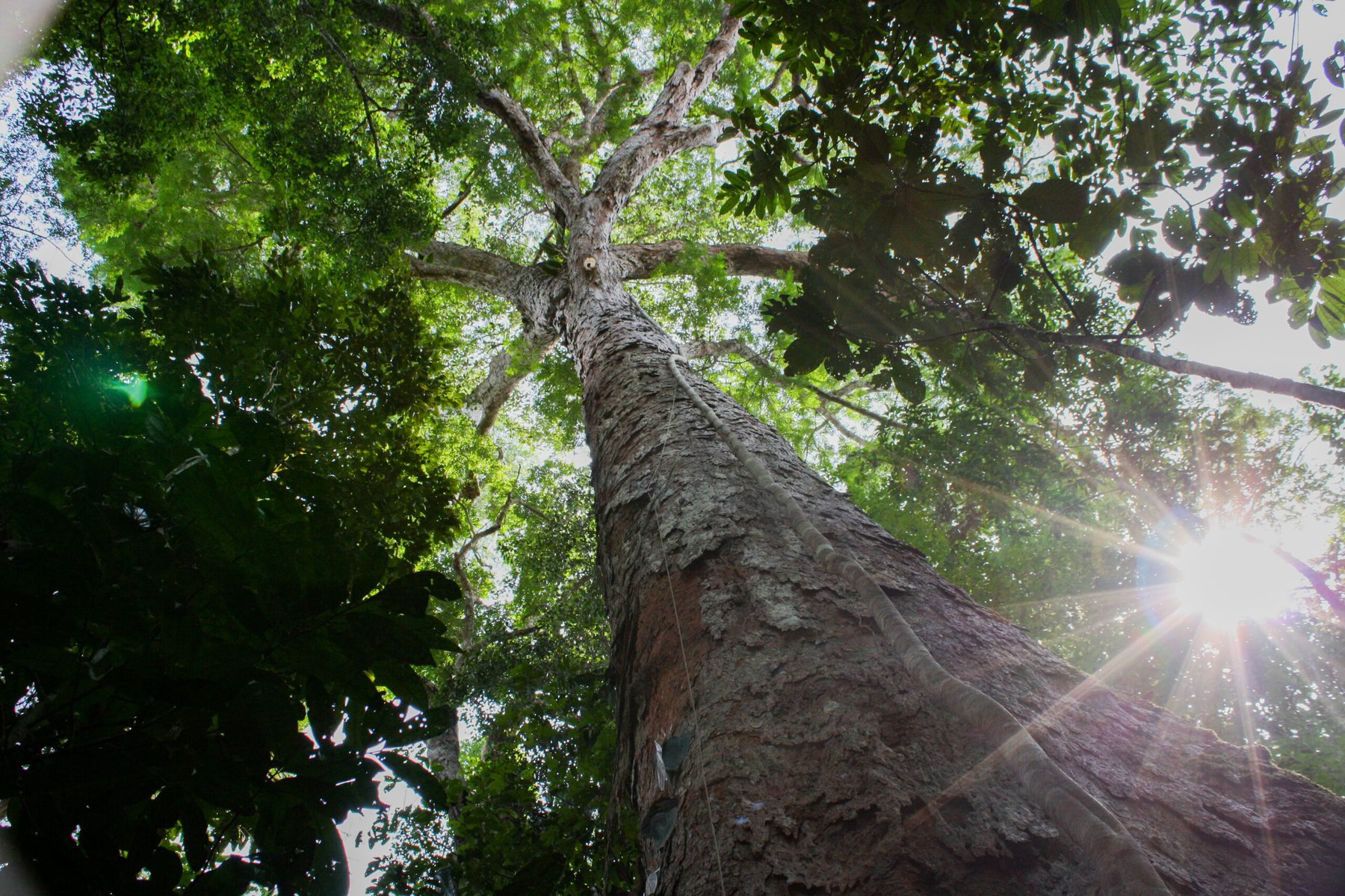 Ancient Amazonian soil boosted tropical tree growth by 88% on degraded land, study finds