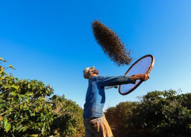 Fertilizer costs jump 20–30% across coffee origins as Strait of Hormuz disruptions squeeze growers