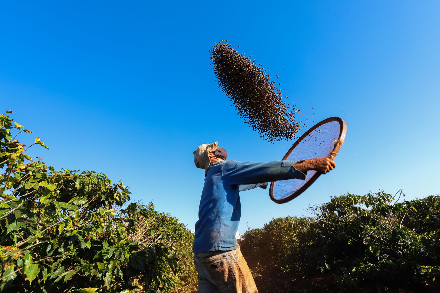 Fertilizer costs jump 20–30% across coffee origins as Strait of Hormuz disruptions squeeze growers