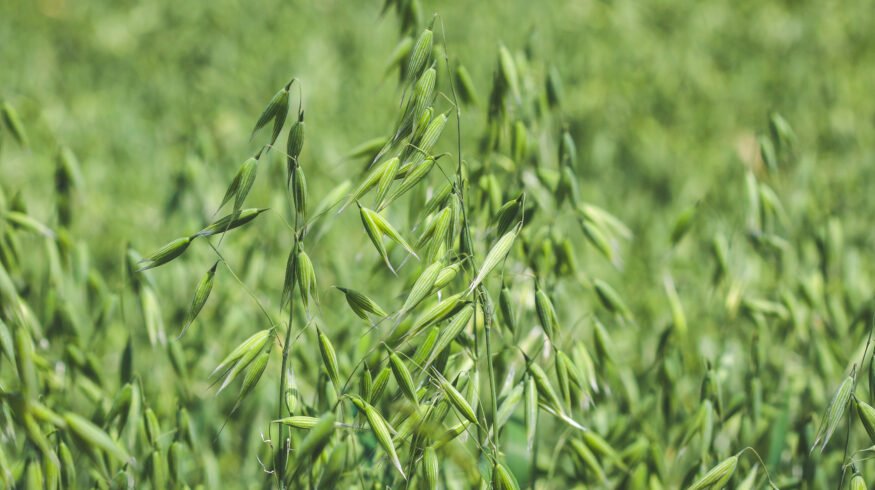 Denmark bets on oats to advance climate-neutral farming goals