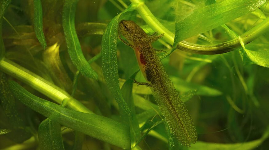 Researchers found that plant cells continuously adjust their structure to manage sunlight