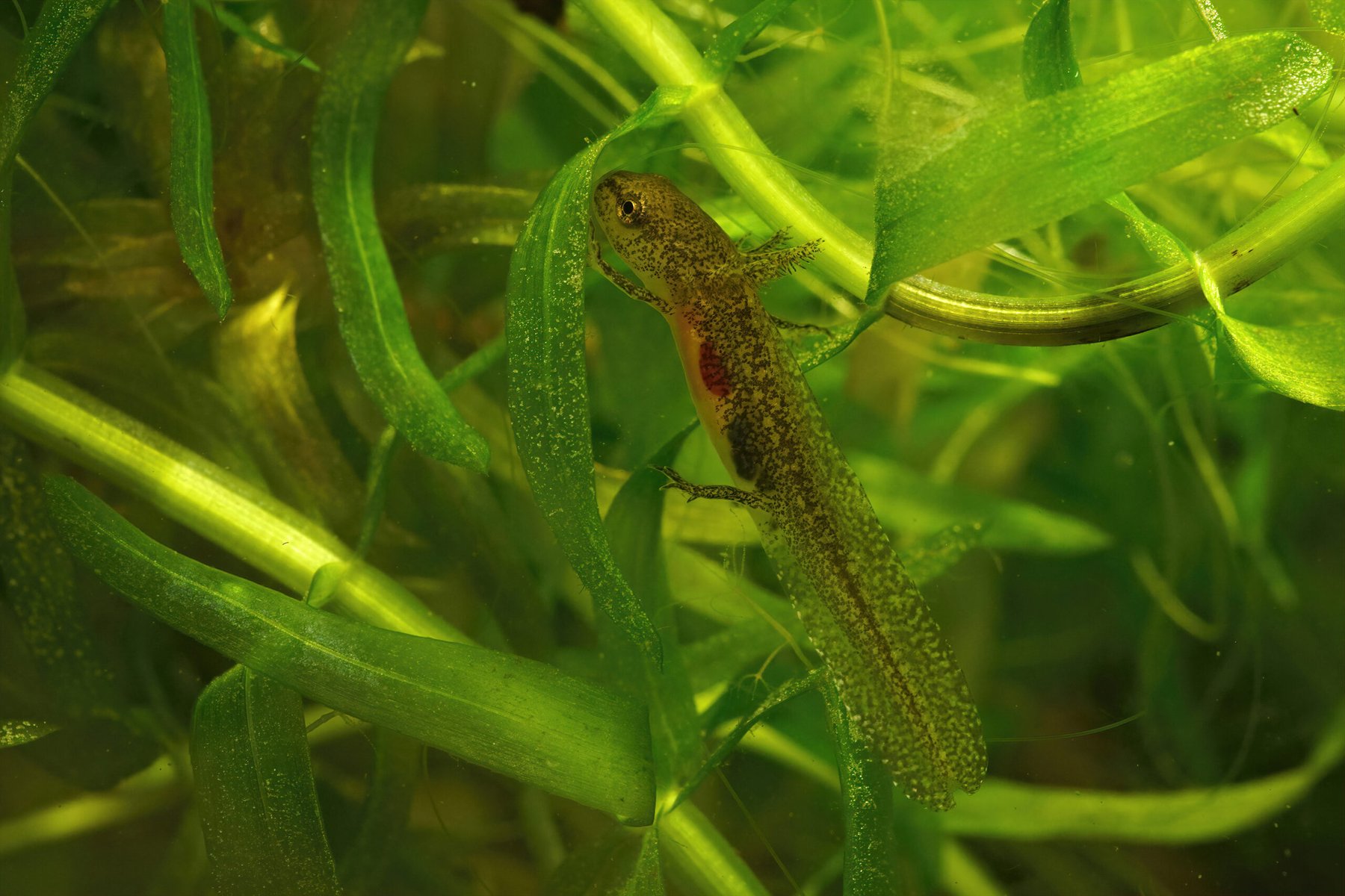 Researchers found that plant cells continuously adjust their structure to manage sunlight