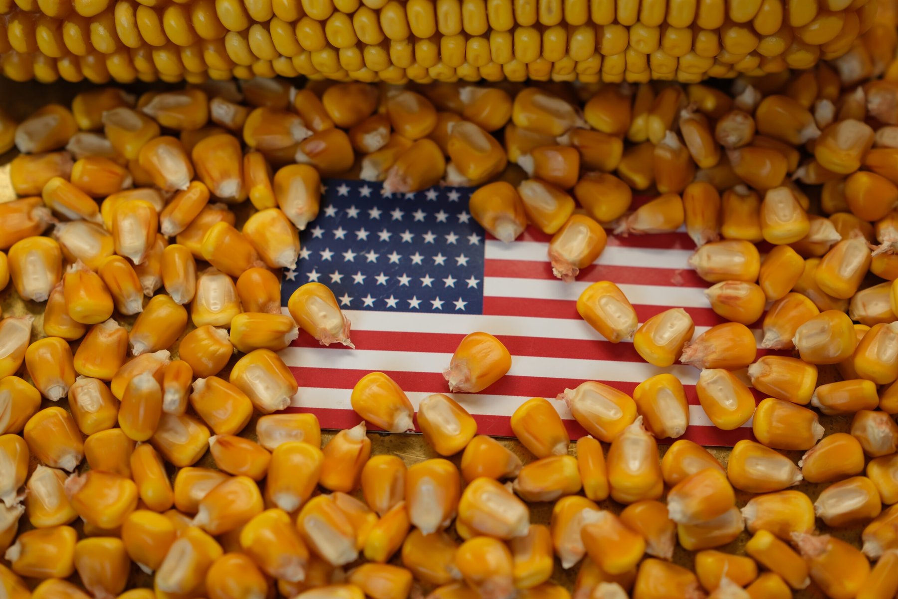 Bayer faces antitrust lawsuit over alleged monopoly in U.S. GMO corn seed market