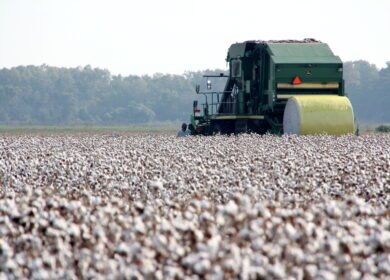 USDA unveils Great American Cotton Plan to boost farm profitability and revive domestic textile industry