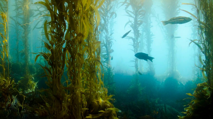 Kelp biofuel may soon power our cars and planes