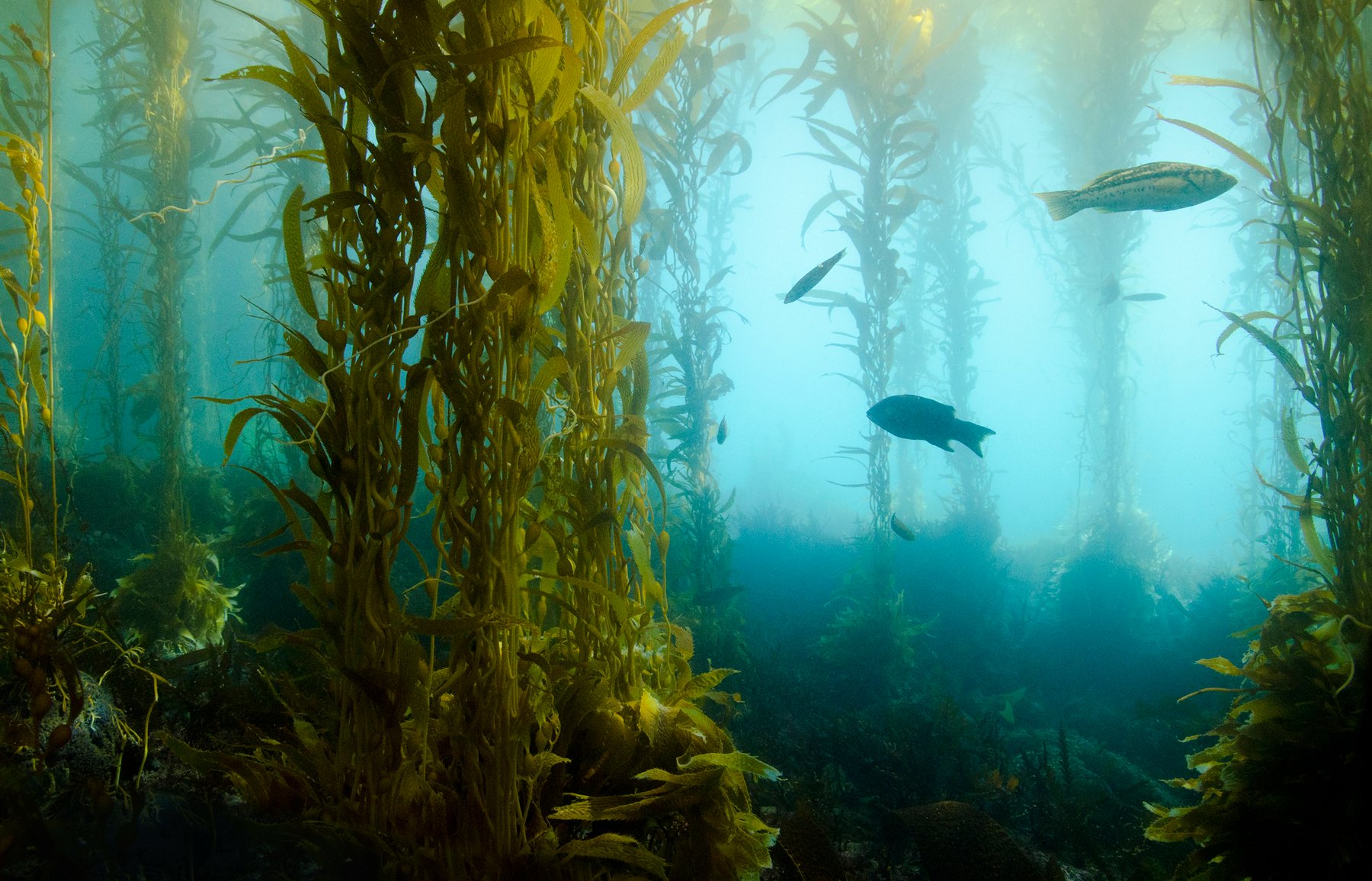 Kelp biofuel may soon power our cars and planes
