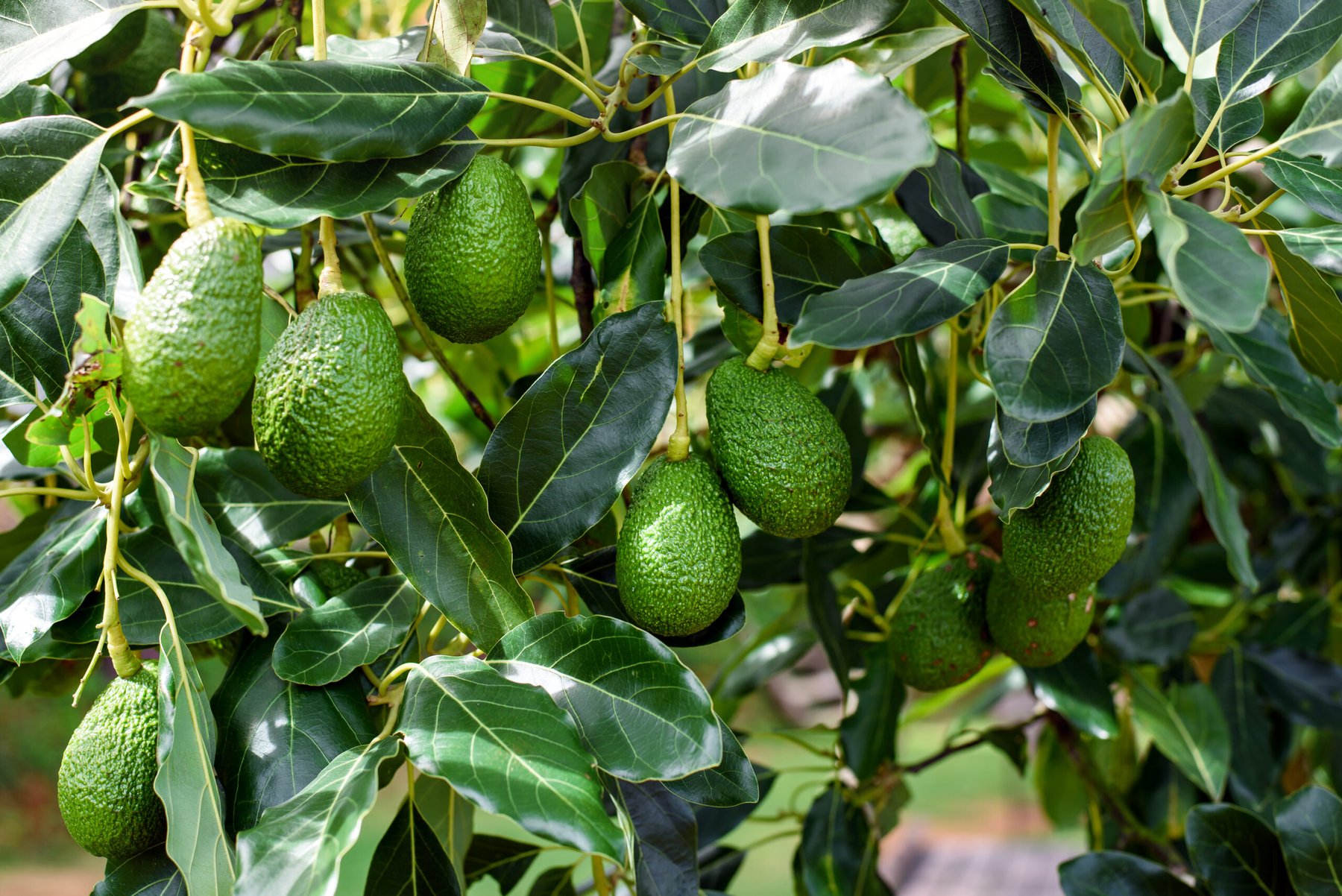 Organic farming builds drought-resistant avocado root microbiomes by enriching Bacillus bacteria, study finds