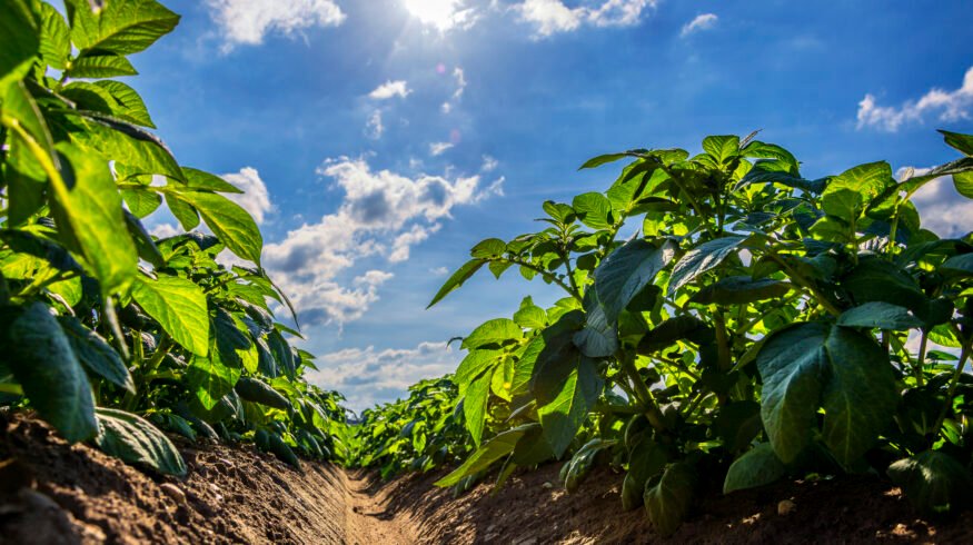Gene controlling potato’s daylight response also suppresses nitrogen uptake, study finds