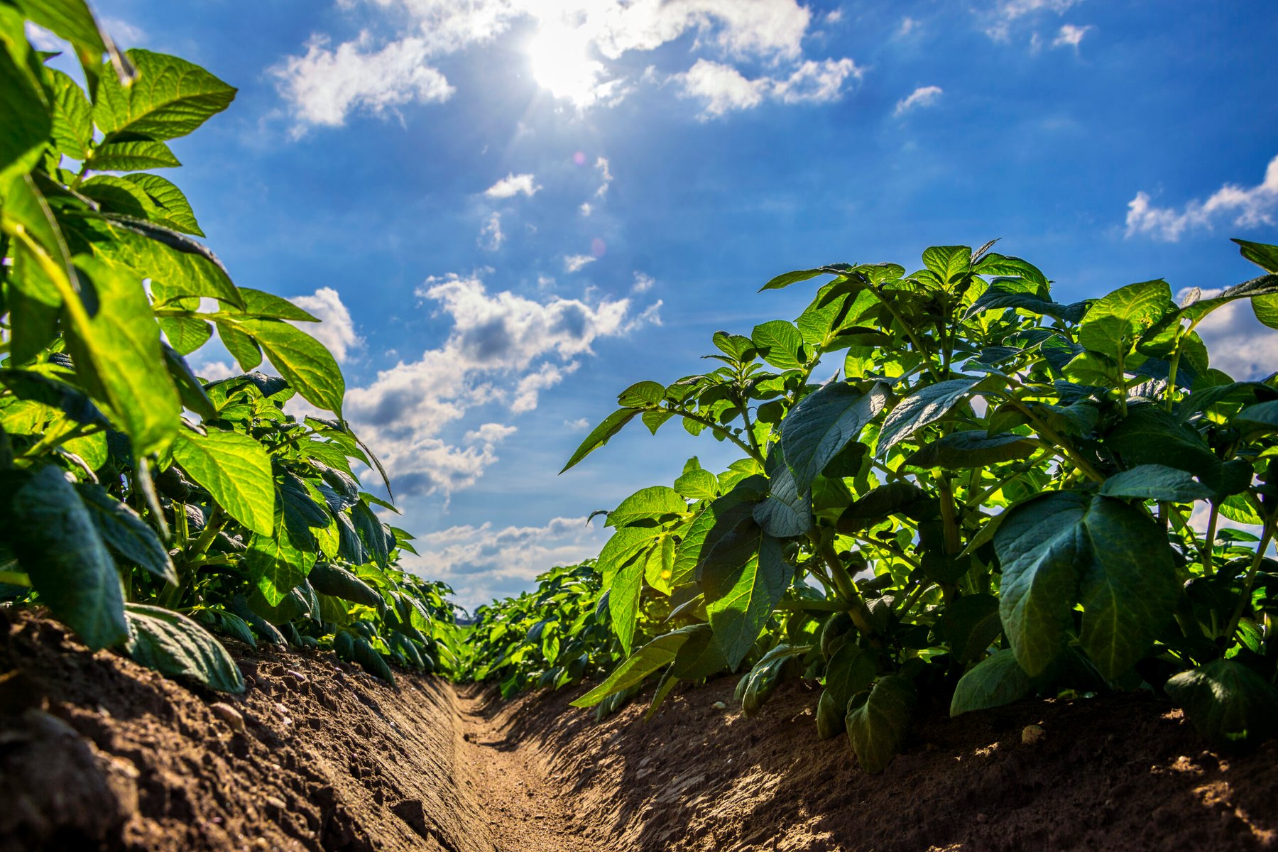 Gene controlling potato’s daylight response also suppresses nitrogen uptake, study finds