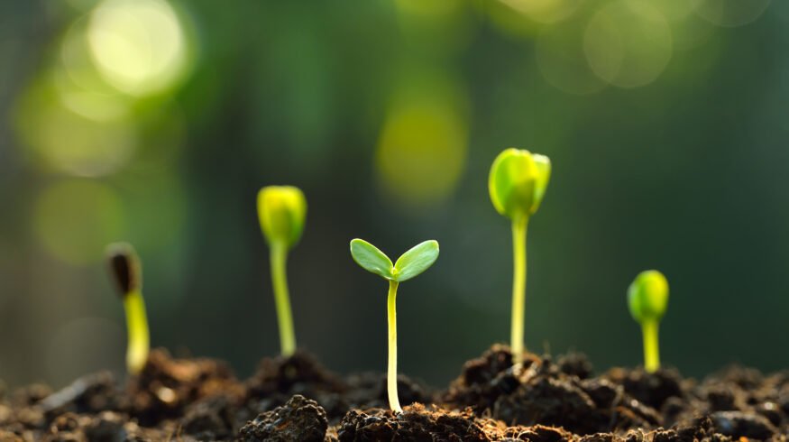 European scientists are close to creating self-fertilizing crops