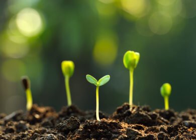 Decades-long Harvard forest experiment finds warming soils may release “stable” carbon