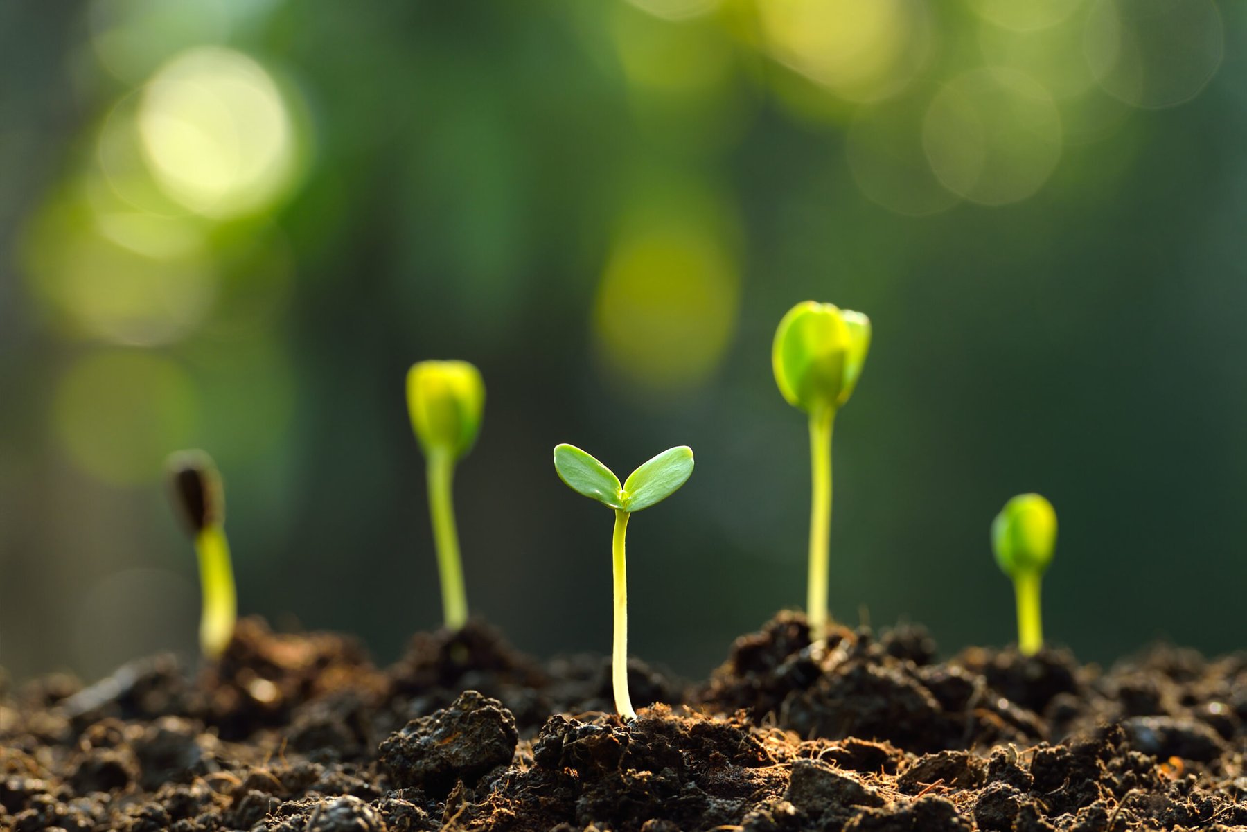 Decades-long Harvard forest experiment finds warming soils may release “stable” carbon