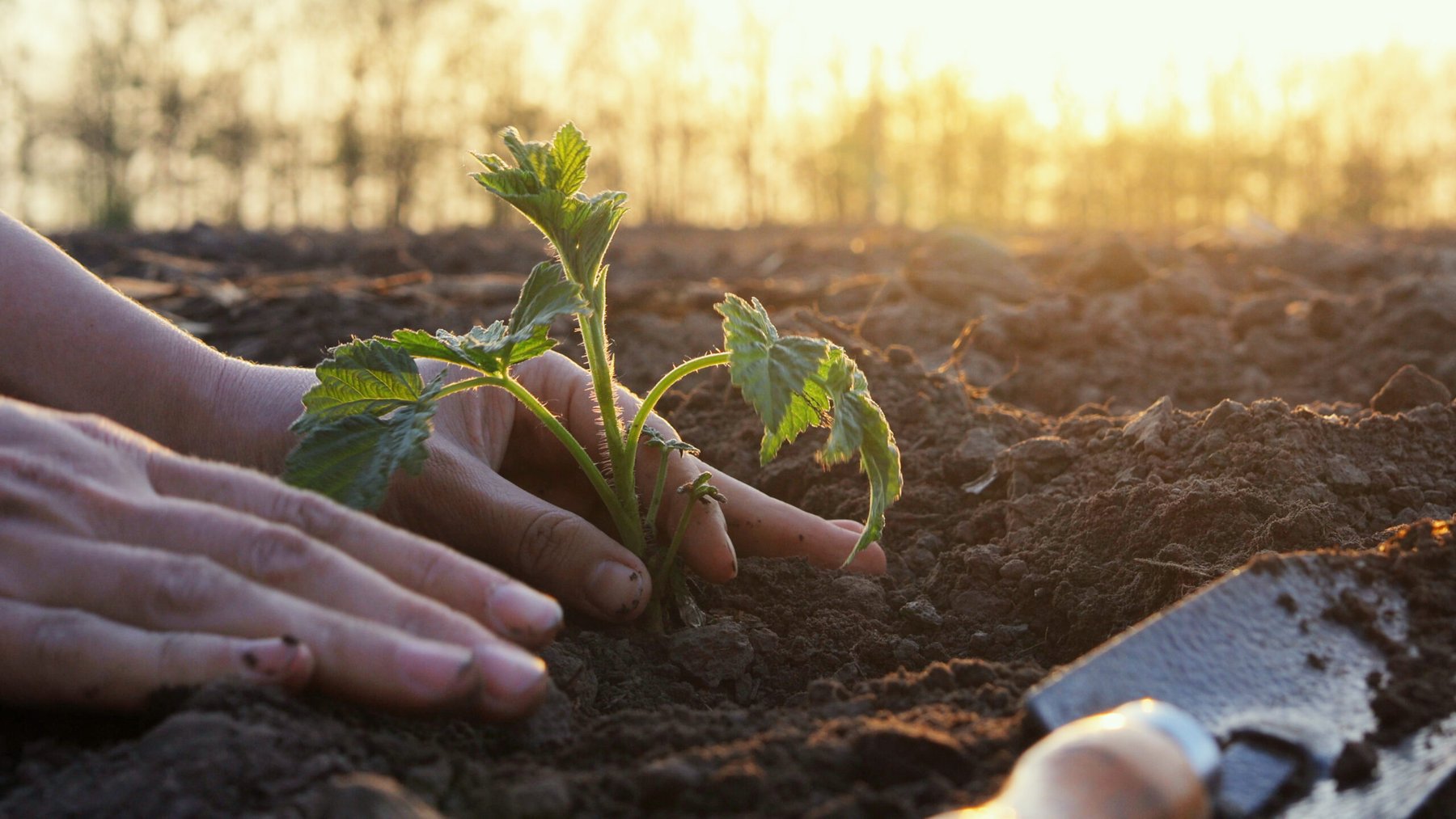 40 food companies including Carlsberg, Diageo and Nestlé unite to launch regenerative agriculture program