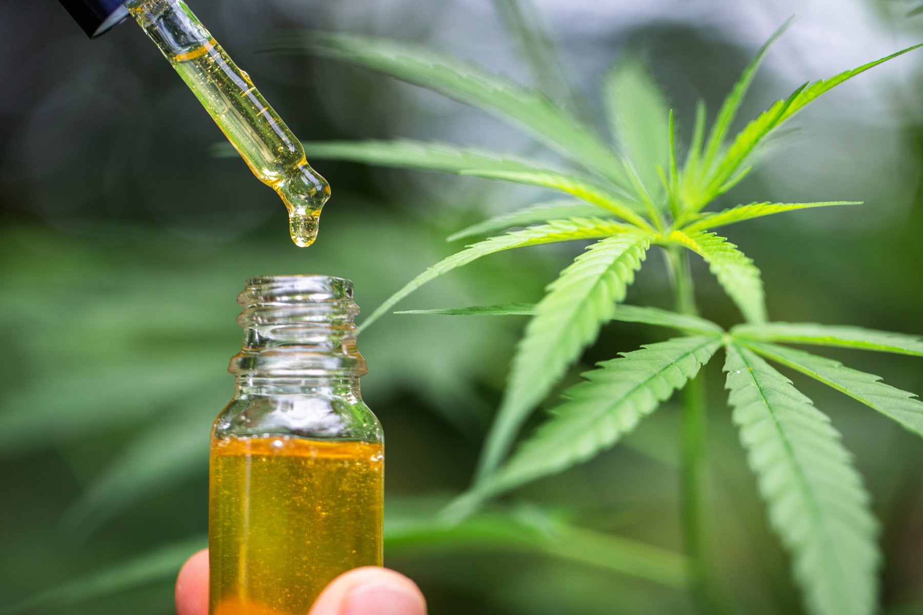 Canada launches consultation on easing industrial hemp regulations