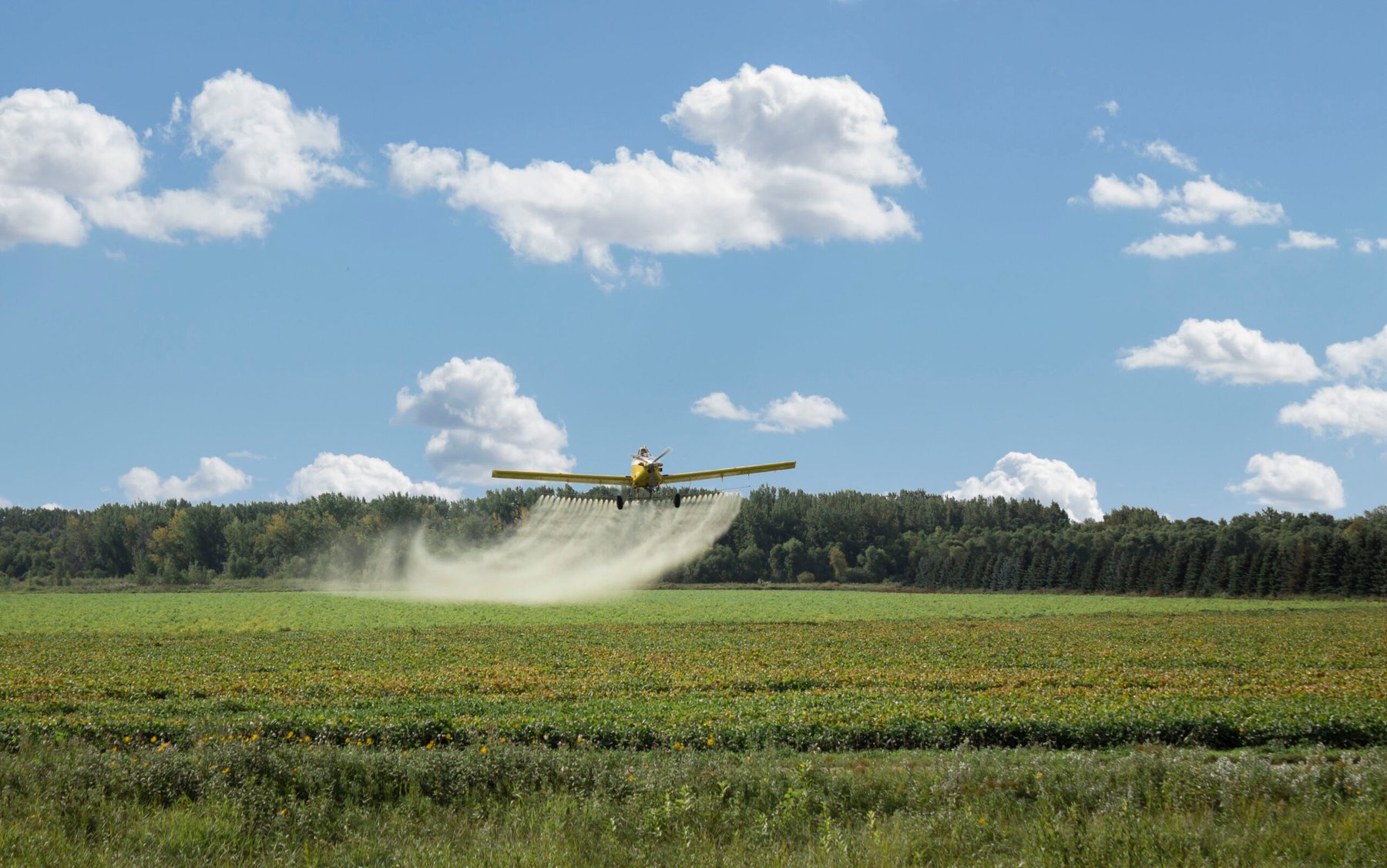 EPA approves continued use of atrazine herbicide despite widespread environmental concerns