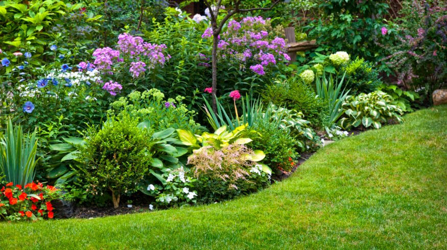Small gardens, big impact: how pollinator-friendly yards support wildlife