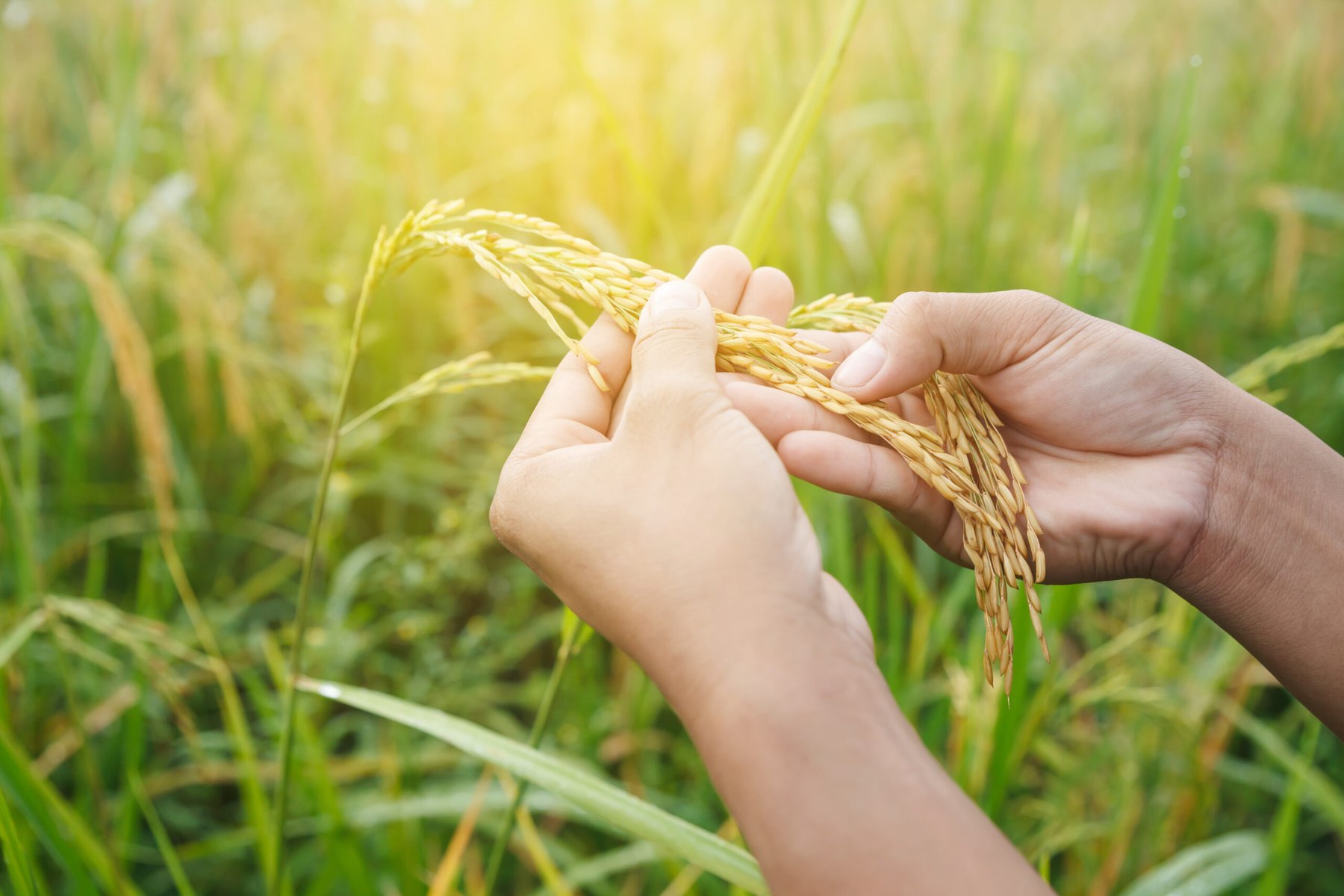 British researchers advance drought-resistant rice project to support global food security