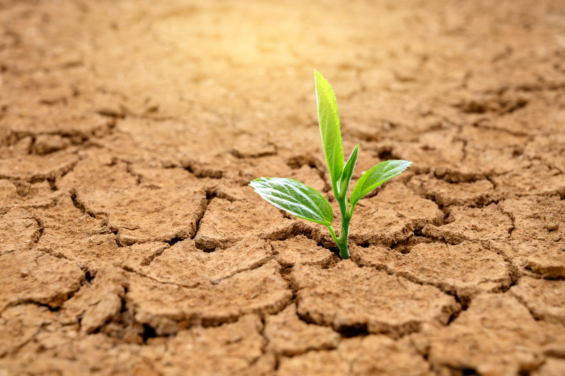 Australia’s soils losing ability to shield crops from heat, researchers warn
