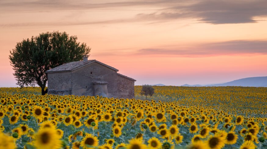 Cargill invests $163 million in French sunflower processing expansion