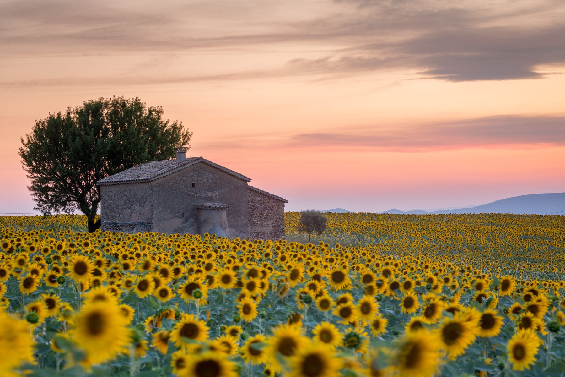 Cargill invests $163 million in French sunflower processing expansion