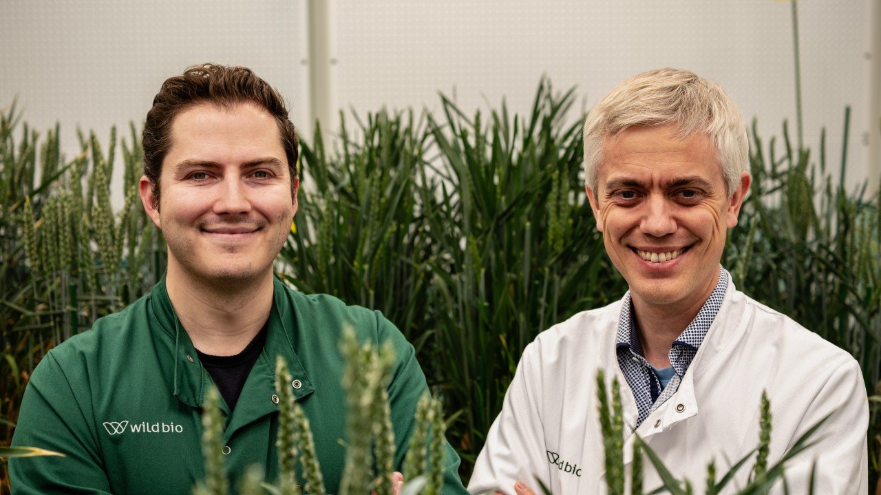 Wild Bioscience targets market-ready climate-resilient crops after £45M Series A and U.K. wheat consortium launch
