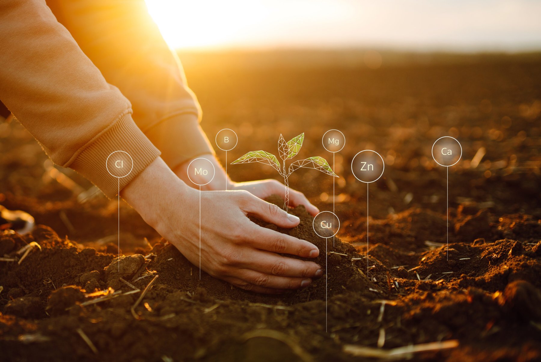 Phospholutions’ Hunter Swisher: ‘RhizoSorb consistently matches or exceeds standard yields while reducing applied phosphorus by roughly 50%’