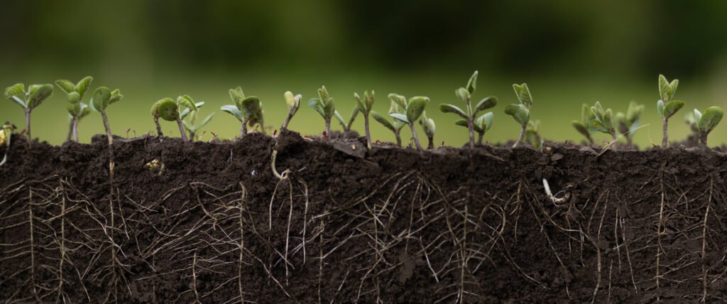 Young soybean plants with roots