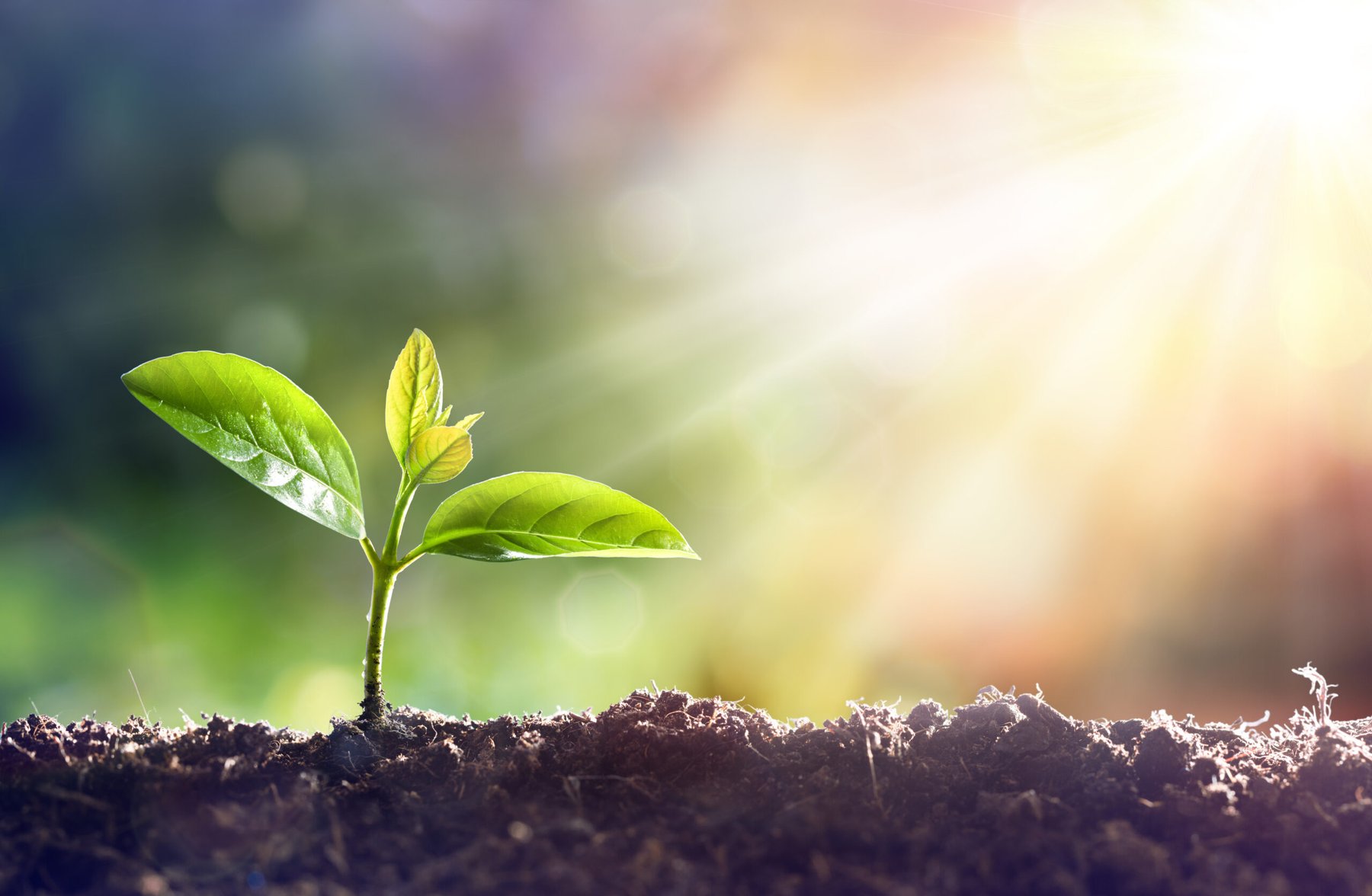 EU-backed InBestSoil project builds financial case for soil restoration across nine countries