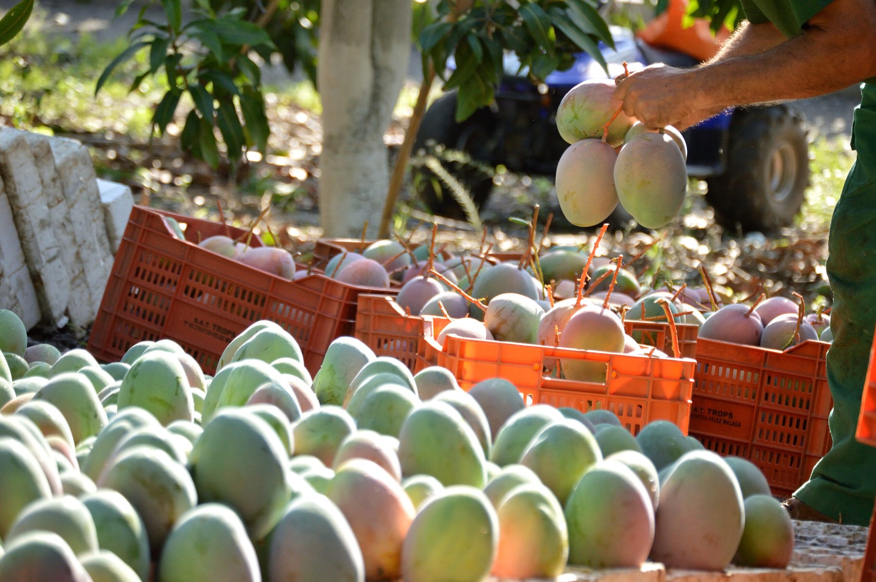 Akorn launches natural post-harvest treatment that controls mango anthracnose and doubles shelf life