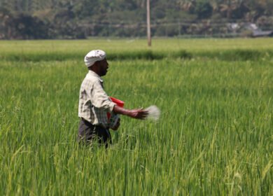 India locks in 670,000t of green ammonia annually for fertilizer plants at half the global benchmark price