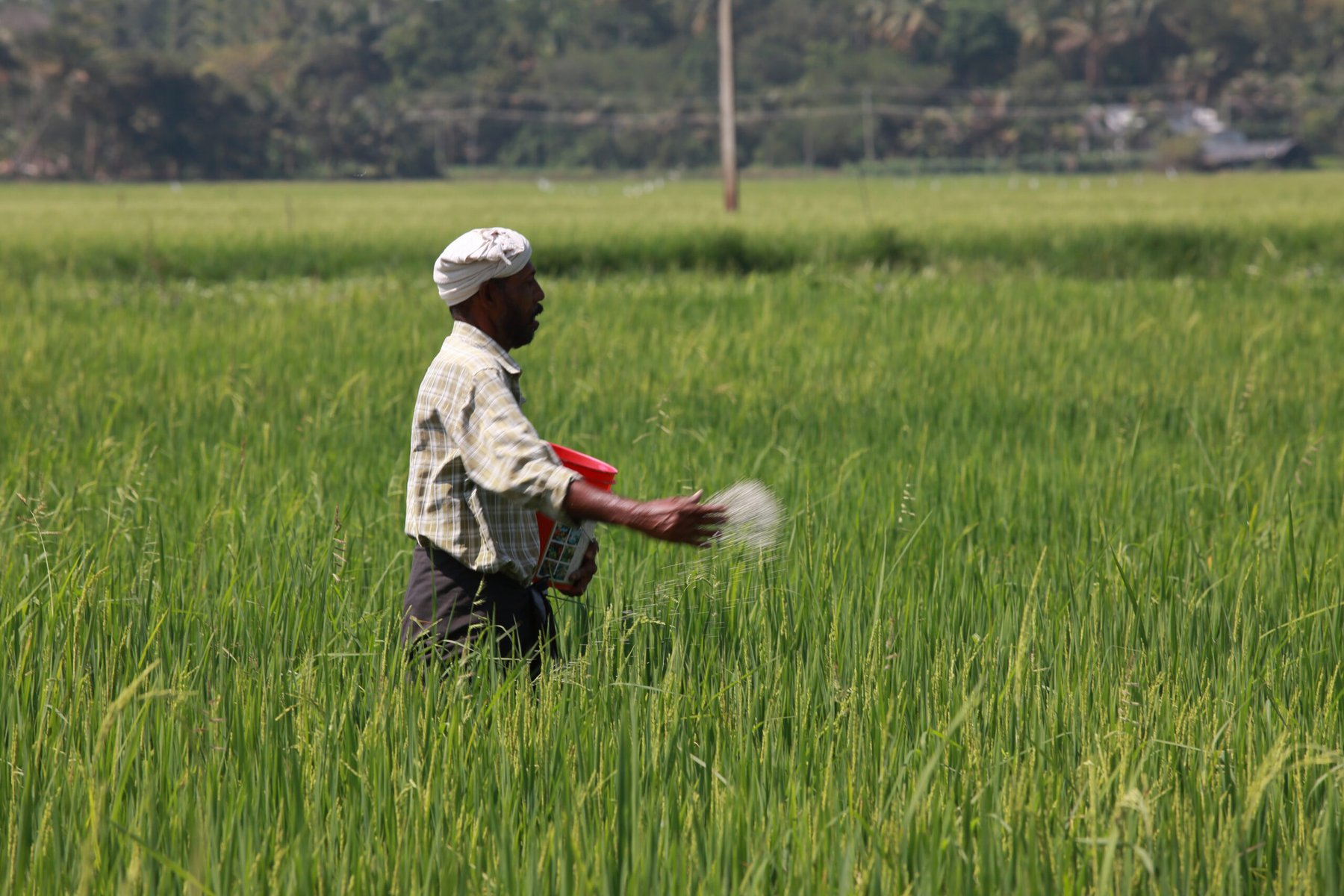 India locks in 670,000t of green ammonia annually for fertilizer plants at half the global benchmark price