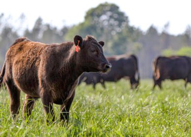Trump signs executive order to expand regenerative agriculture as USDA unveils biofuel feedstock rule