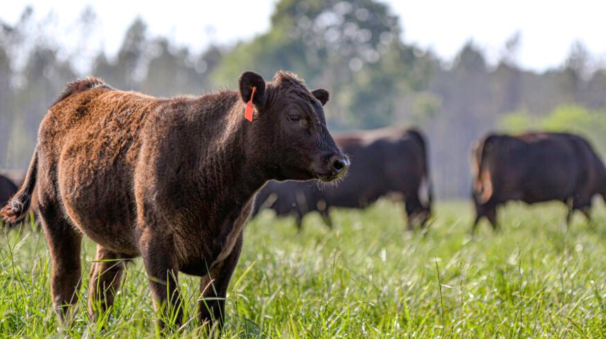 Trump signs executive order to expand regenerative agriculture as USDA unveils biofuel feedstock rule