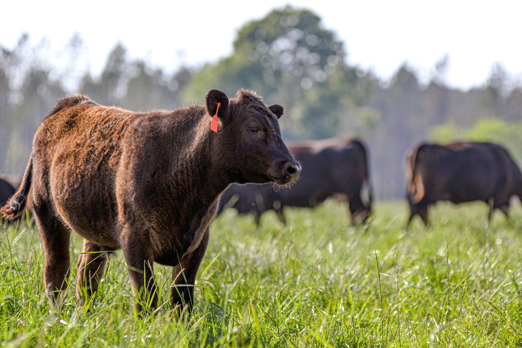 Trump signs executive order to expand regenerative agriculture as USDA unveils biofuel feedstock rule