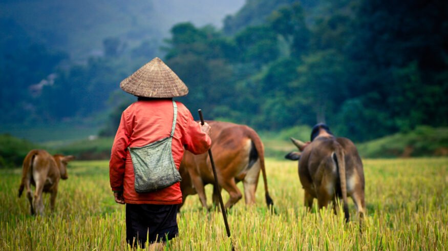 China’s northern cropland expansion delivers diminishing gains while raising biodiversity costs, study finds