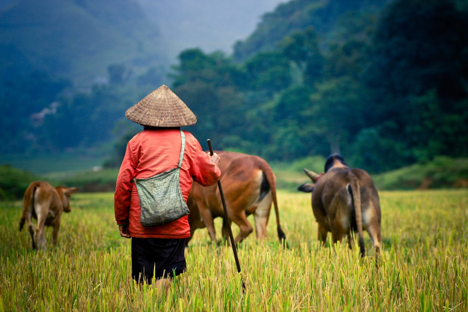 China’s northern cropland expansion delivers diminishing gains while raising biodiversity costs, study finds