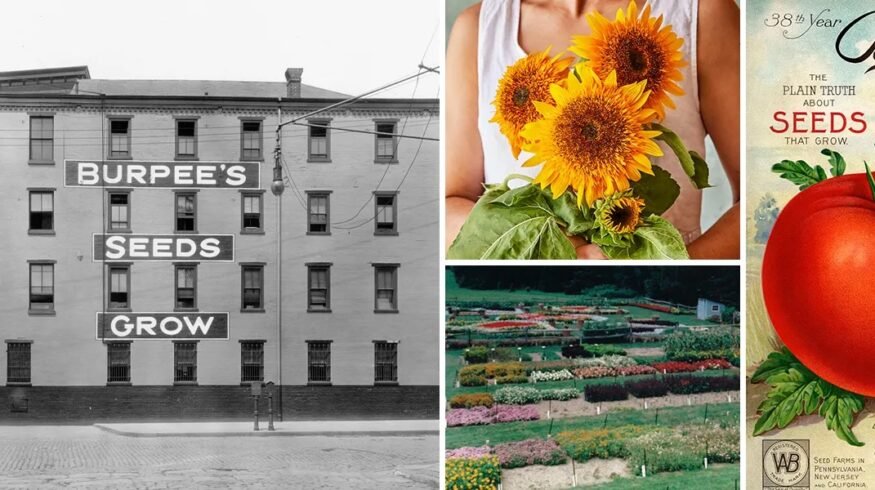 Burpee taps America’s 250th anniversary to revive heirloom gardening traditions