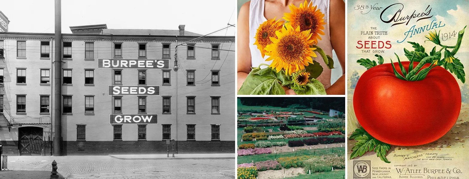 Burpee taps America’s 250th anniversary to revive heirloom gardening traditions