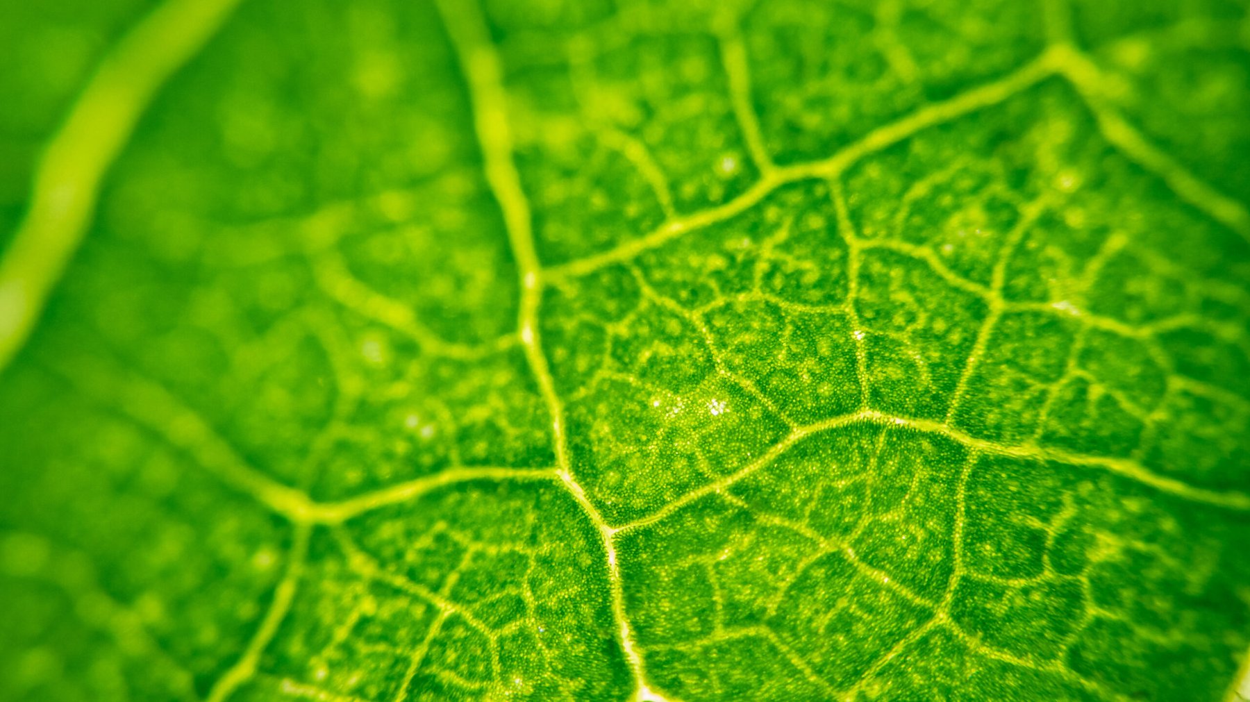 Yale researchers develop solar-powered artificial leaf that converts CO2 into methanol fuel