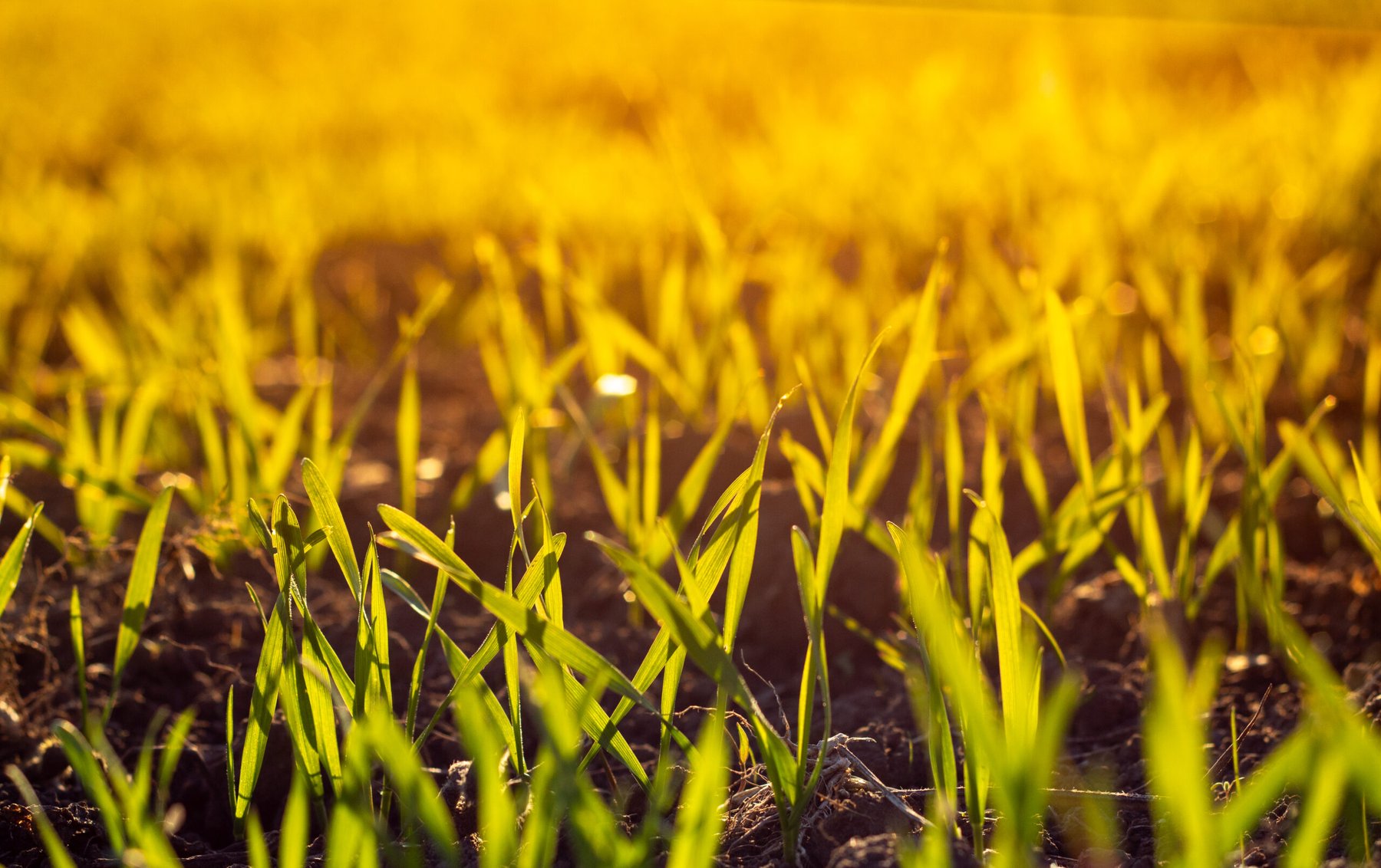 Study: wheat roots release natural nitrogen inhibitors that could cut fertilizer use by 20–30%