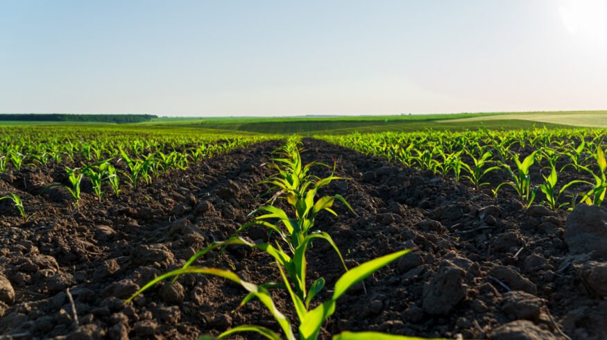 Roquette launches plant-based ingredient range for agricultural formulations