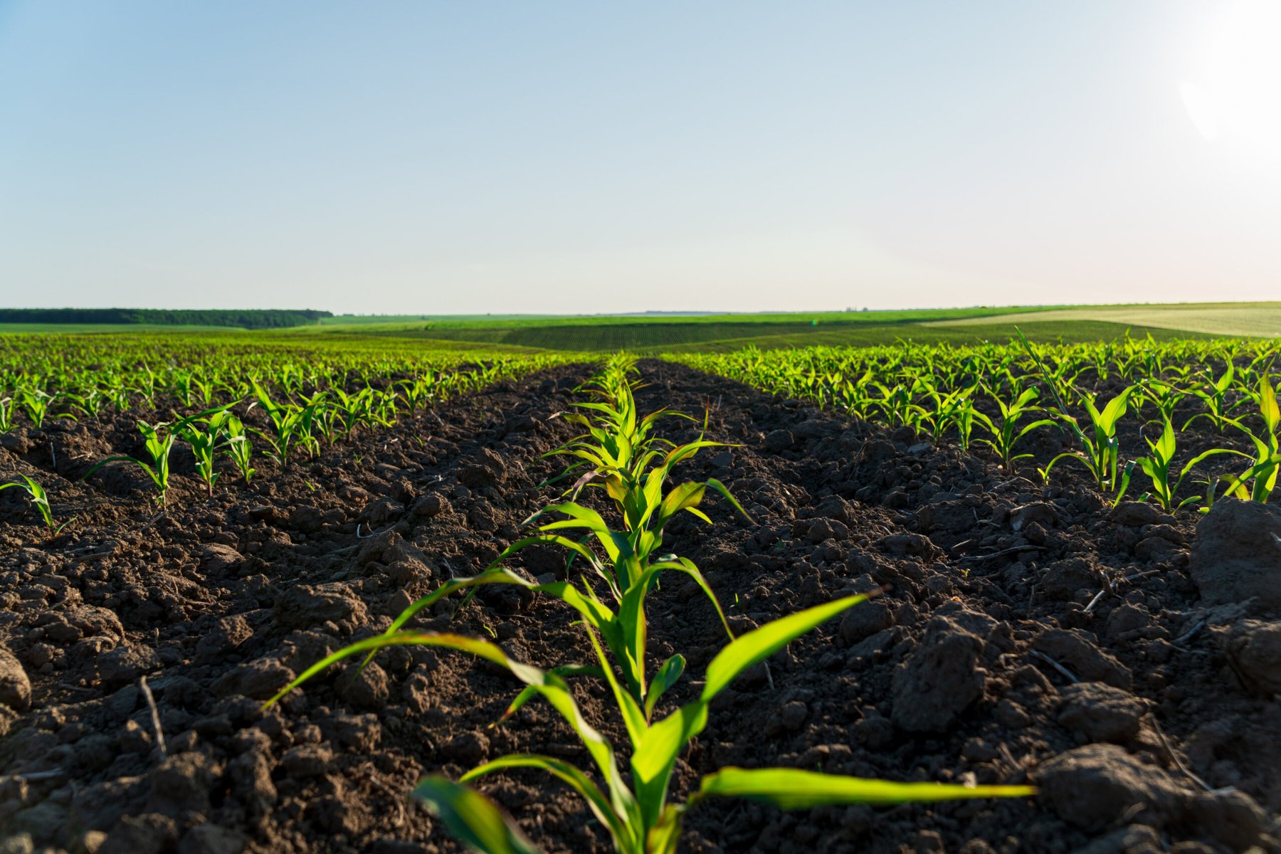 Roquette launches plant-based ingredient range for agricultural formulations