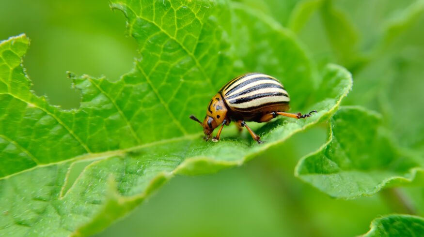 Aphea.Bio and Bayer partner on bioinsecticides for sap-sucking pests