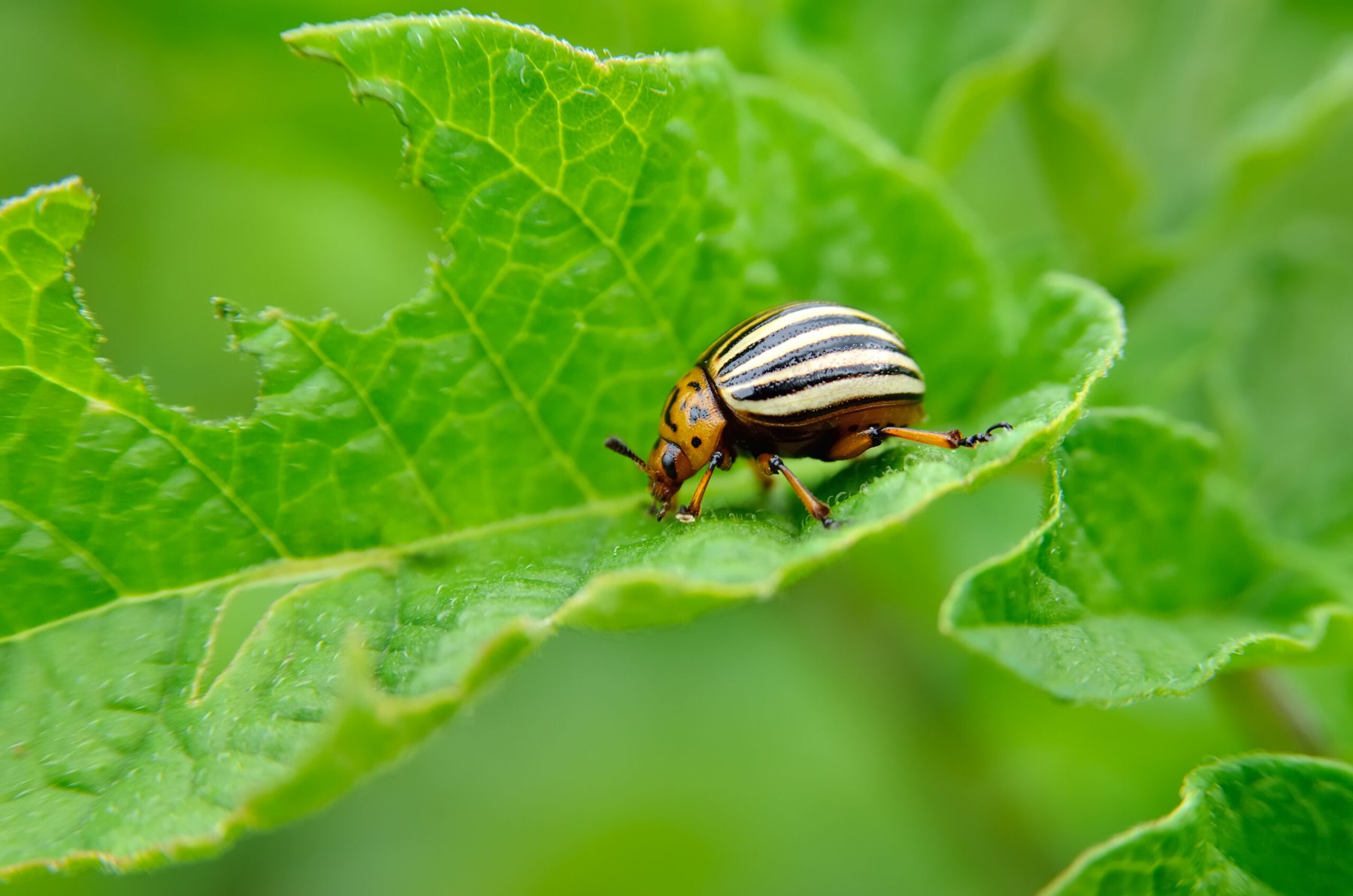Aphea.Bio and Bayer partner on bioinsecticides for sap-sucking pests