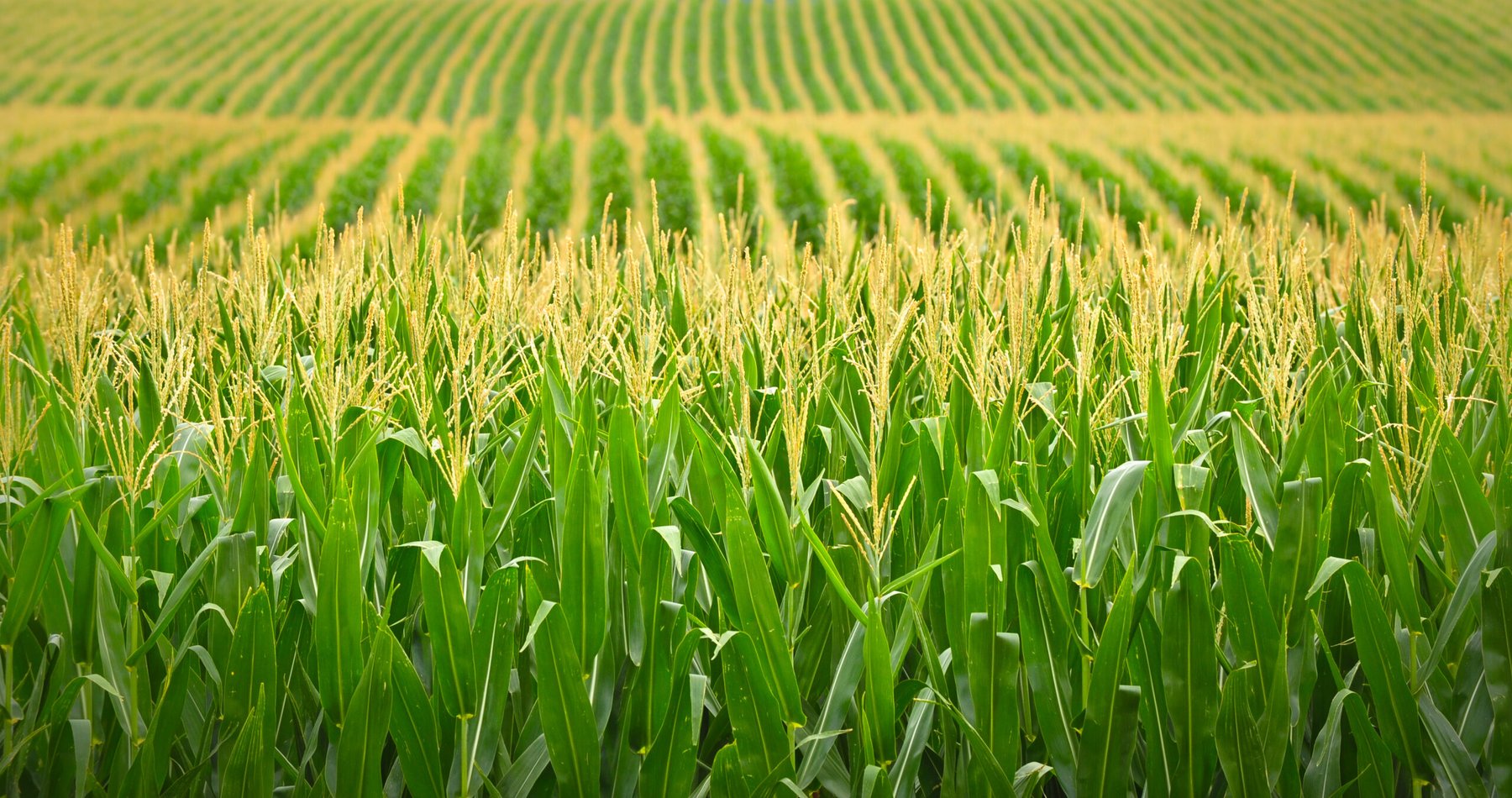 U.S. farmers remain locked into corn and soybean production despite calls for diversification